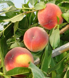 prunus persica